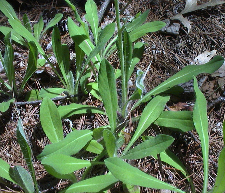 Basal Leaves