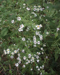 BushyAster