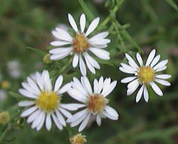 BushyAsterFlowers