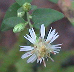 CalicoAsterFlower