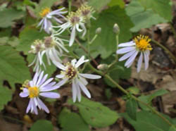 LargeLeavedAsterFlowers
