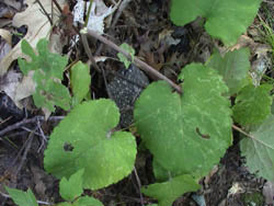 LargeLeavedAsterLeaves