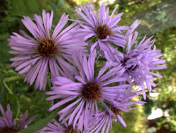 NewEnglandAsterFlower