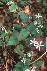 WhiteWoodAster