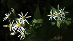 WhiteWoodAsterFlowersBlack