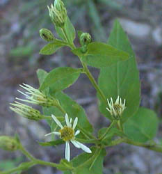 WhiteWoodAsterImmature