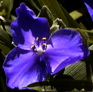 Spiderwort