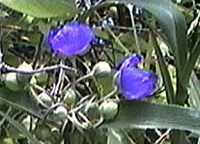 Spiderwort